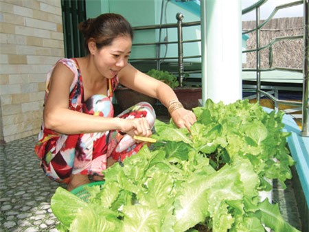 Người dân thành thị áp dụng kỹ thuật trồng rau xà lách sạch tại nhà