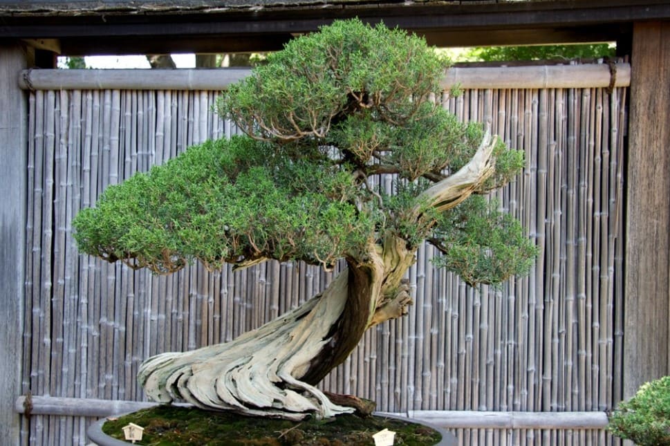 Thú chơi bonsai của nhiều đại gia