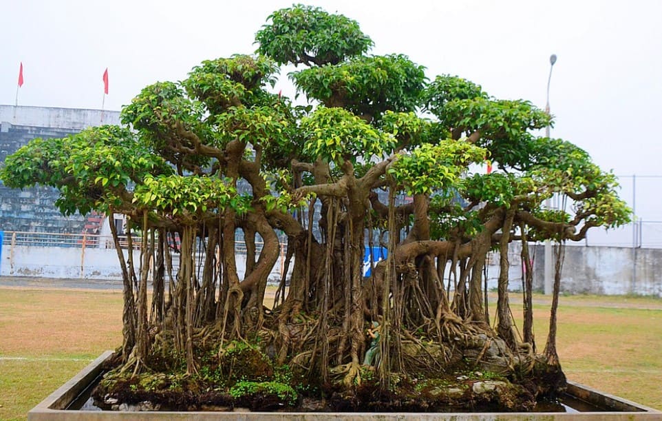 Bonsai thế lưỡng long tranh châu