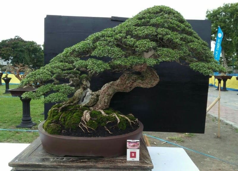 Mẫu Bonsai đẹp