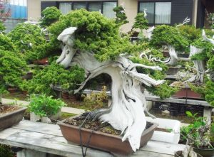 Thế cây Bonsai đẹp