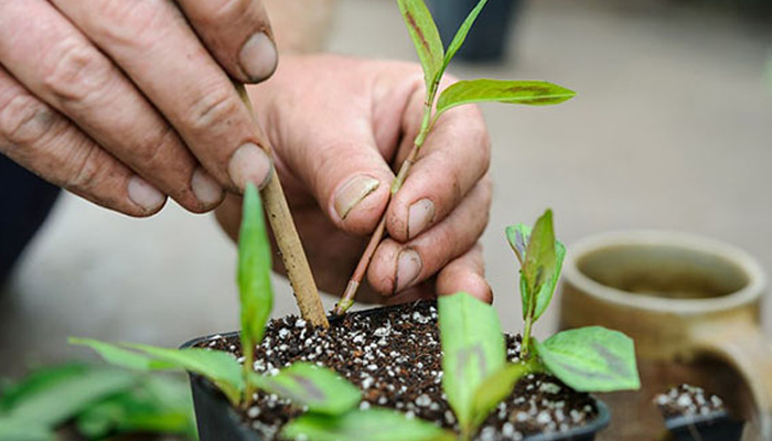 Kỹ thuật trồng rau răm chính xác