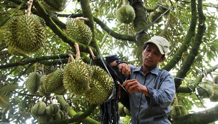 Cách chăm sóc để đạt năng suất cao