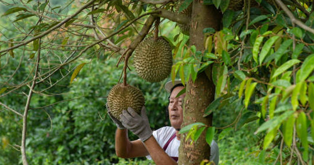 Cách chăm sóc cây sầu riêng