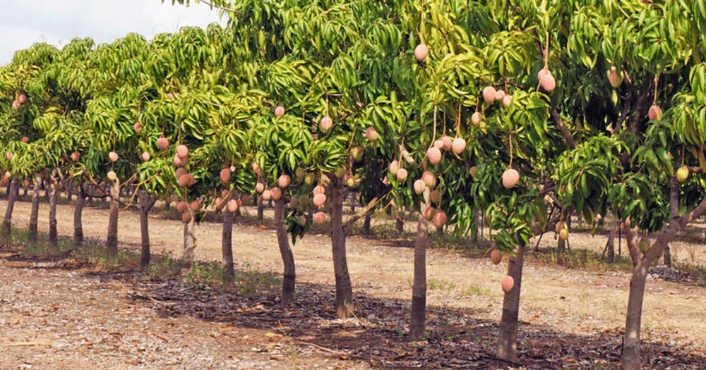 Kỹ thuật trồng xoài