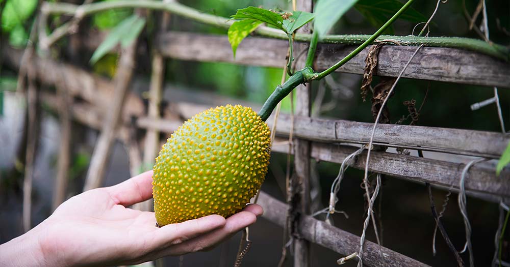 Kỹ thuật chăm sóc cây mít thái