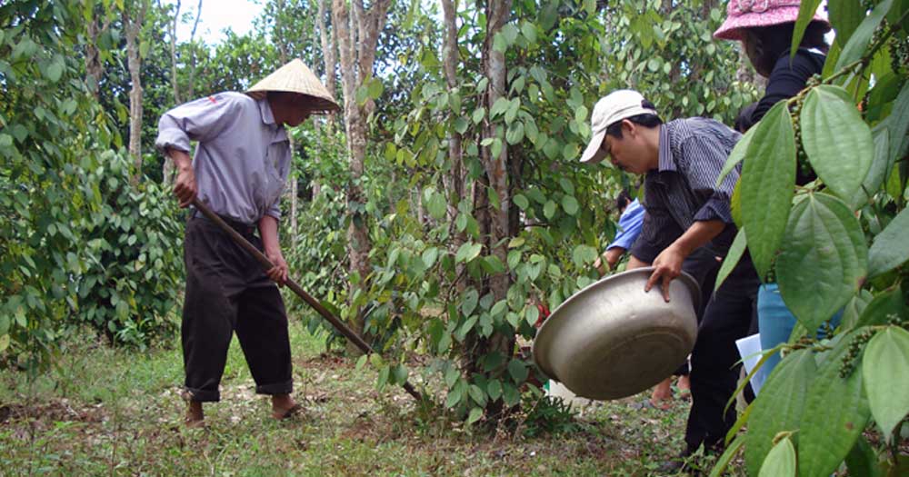 Kỹ thuật bón phân sống