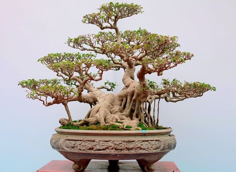 Thế cây Bonsai đẹp