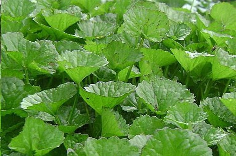 Kỹ thuật trồng cây gotu kola không quá khó