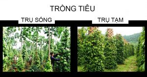 So sánh trồng tiêu trên trụ sống và trụ tạm