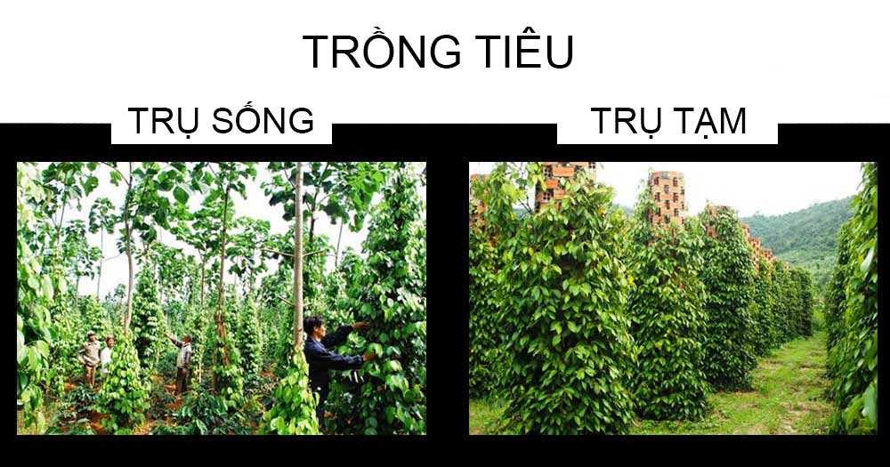 So sánh trồng tiêu trên trụ sống và trụ tạm