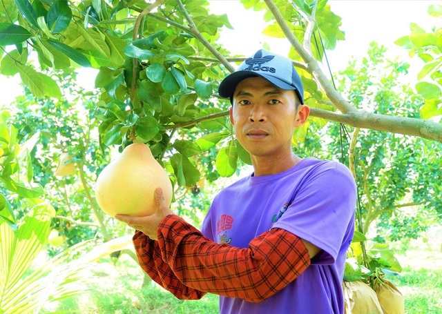 Bưởi 'lạ' với vỏ hồng, ruột hồng, mùi thơm nồng, ăn một lần sẽ nhớ mãi