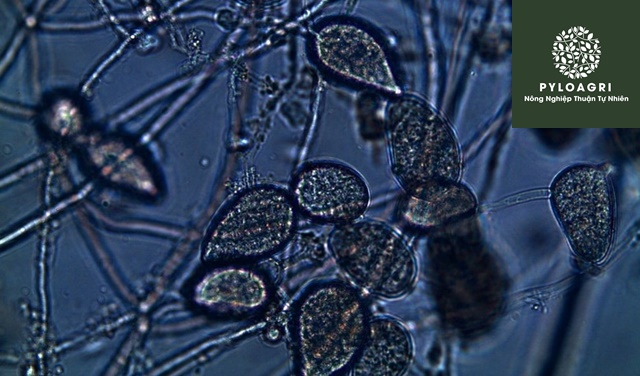 Nấm Phytophthora gây ra nứt thân xì mủ