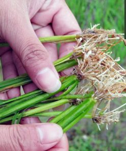Quét sạch tuyến trùng hại rễ, giúp bộ rễ khỏe mạnh