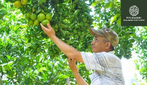 Cây xanh lá, trái lớn nhanh