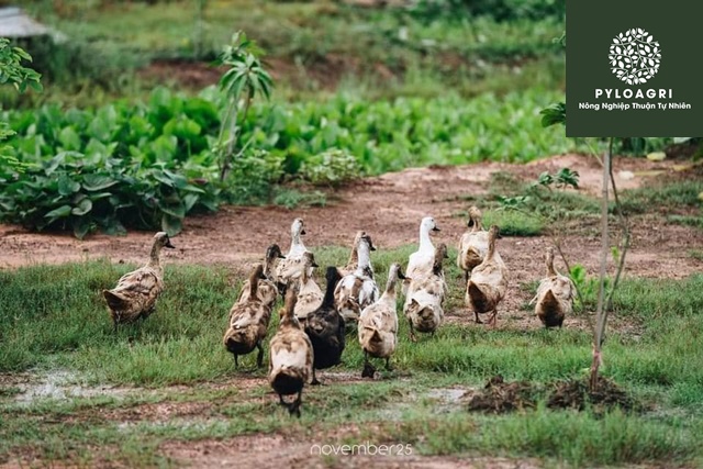 PyLoAgri tư vấn các giải pháp đảm bảo mang đến các loại nông sản hữu cơ sạch nhất