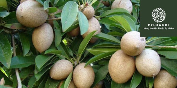 Cây Sapo Mehico dễ trồng, dễ chăm sóc cho trái quanh năm