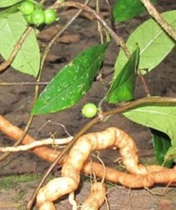 Rễ cây Ba Kích chứa nhiều dưỡng chất rất tốt cho sức khỏe