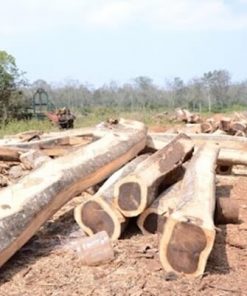 Cây Muồng Đen được xếp trong danh sách những cây lấy gỗ quý của Việt Nam
