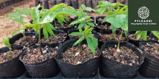 PyLoAgri cung cây tam thất giống cùng các loại thuốc BVTV cho quá trình phát triển của cây