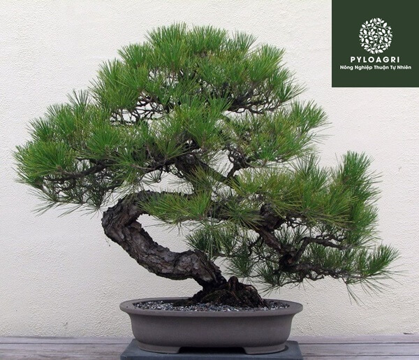 Tạo cây cảnh bonsai