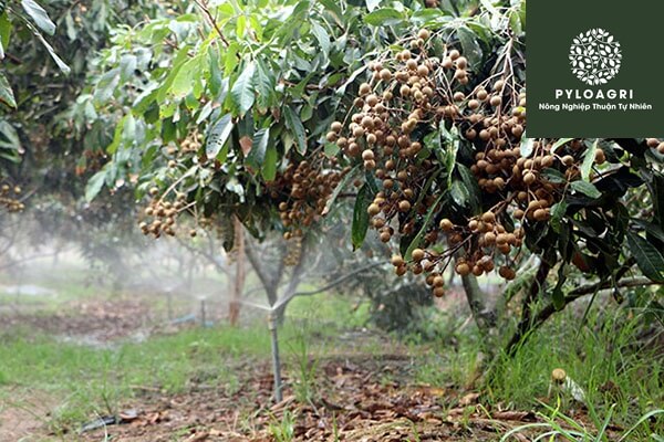 Kỹ thuật trồng cây nhãn