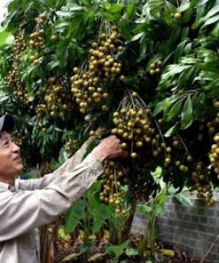 Cây nhãn xuồng vàng