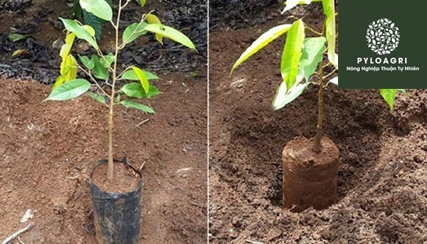 Kỹ thuật trồng đơn giản, dễ chăm sóc, sinh trưởng tốt với điều kiện khí hậu và thổ nhưỡng nhiều vùng miền