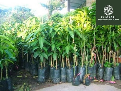 PyLoAgri cung cấp cây giống xoài Đài Loan