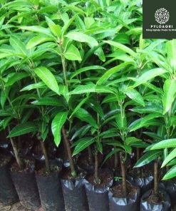 Mua cây giống xoài Đài Loan tại công ty PyLoAgri với giá tốt nhất