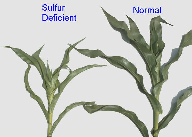 Thiếu lưu huỳnh ở cây trồng