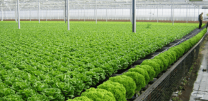 Việt Nam đang phấn đấu vào top 15 về nông nghiệp hữu cơ