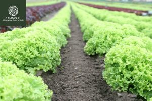 Nông nghiệp organic trở thành xu hướng canh tác toàn cầu
