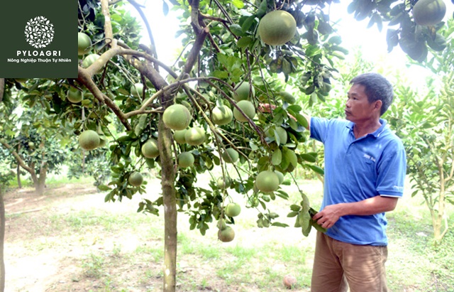 Triển khai nông nghiệp hữu cơ cho hệ thống farm quy mô lớn