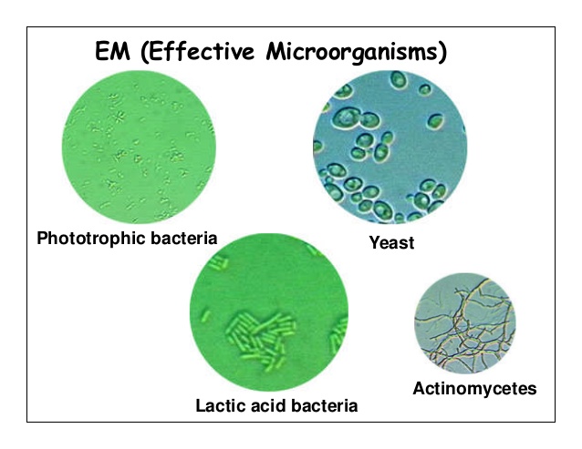 Cách pha chế và bảo quản chế phẩm sinh học EM