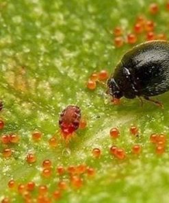 PyLo 06 có thể tiêu diệt nhện đỏ, bọ trĩ hại cây trồng theo cơ chế sinh học an toàn