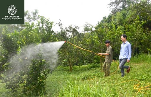 Sử dụng pha với nước hoặc trộn với các sản phẩm bảo vệ cây trồng khác