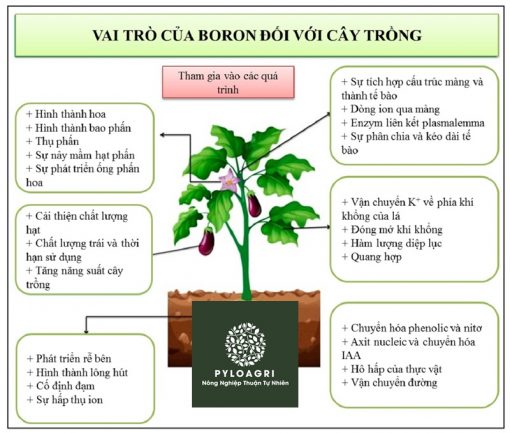 Boron đóng vai trò đặc biệt quan trọng trong phát triển cây trồng