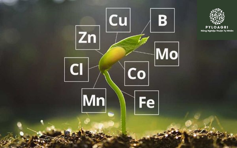 Bón phân vi lượng giúp cây phát triển tốt hơn, làm tăng năng suất cây trồng