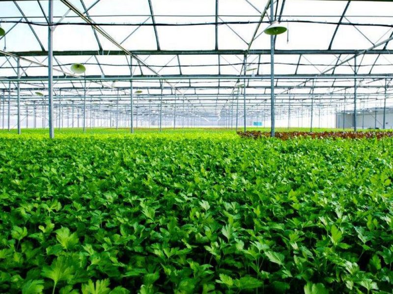 7 yếu tố “nhất định phải biết” khi kinh doanh nông nghiệp sạch